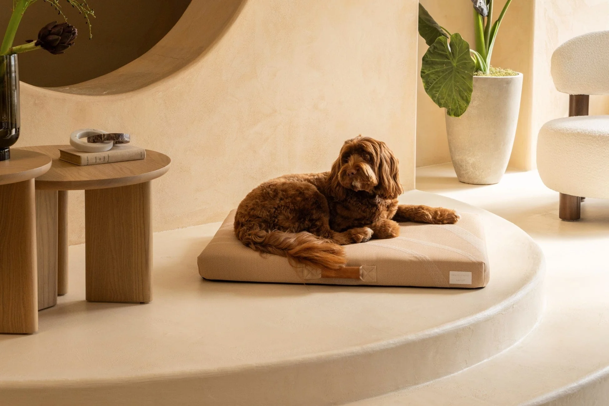 Elevate Your Pet's Lifestyle