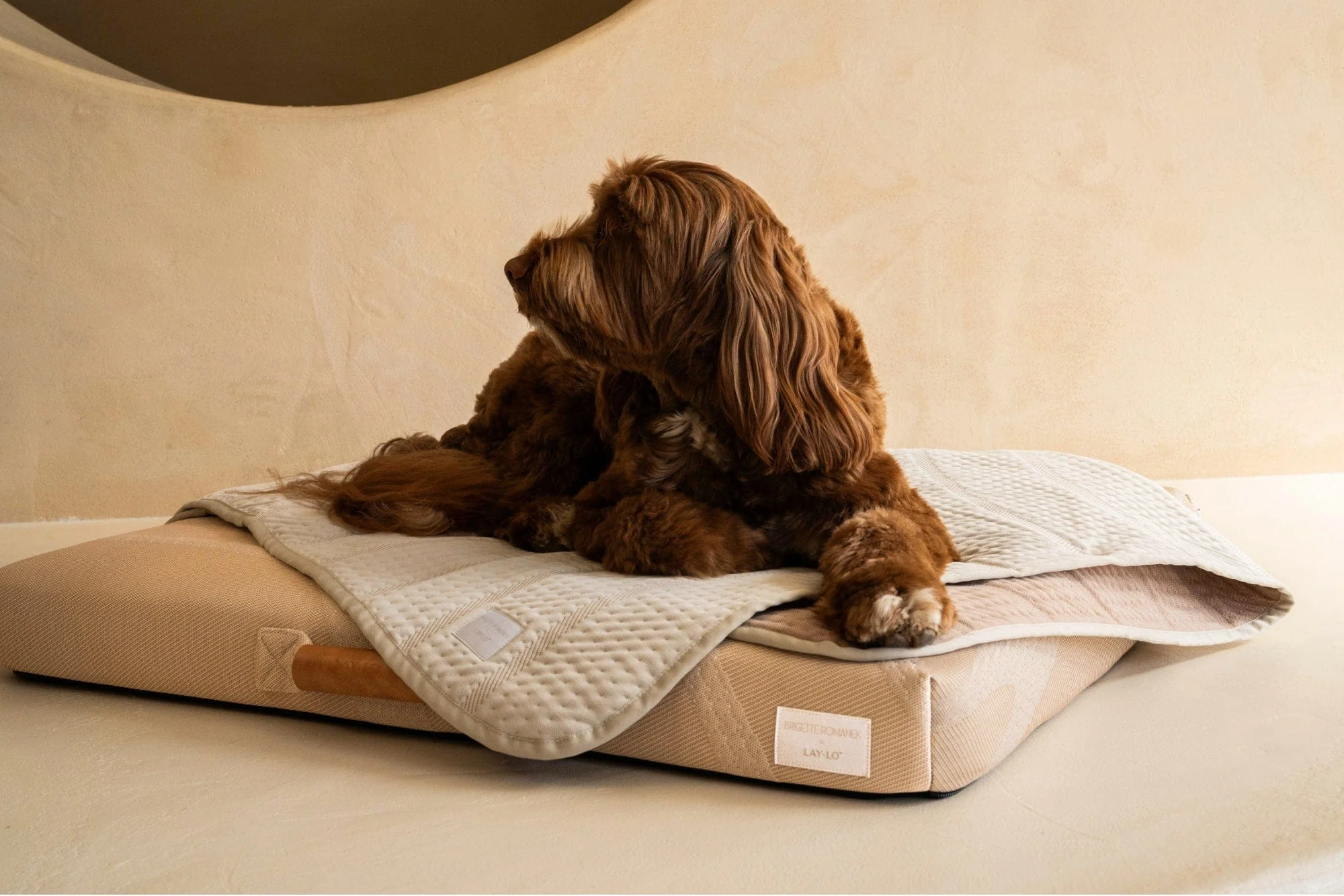 Brigette Romanek | Luxury Pet Throw Blanket - Cream - Image 7