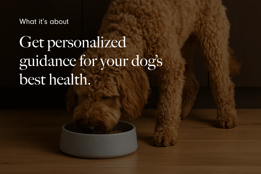 LAY LO Sessions: Dog Nutrition Assessment - Image 3