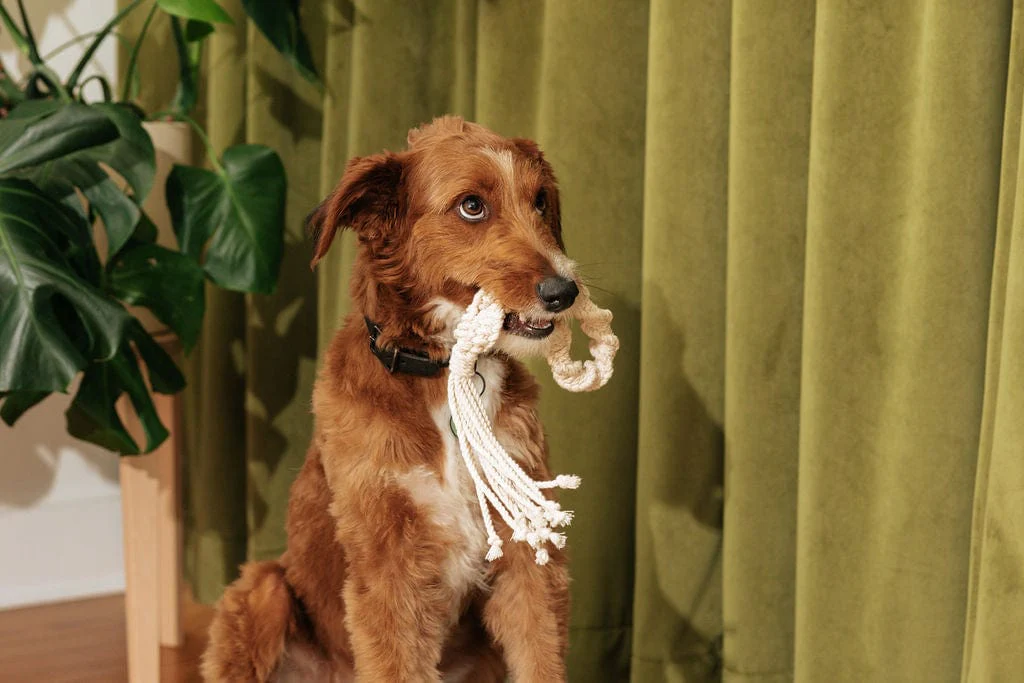 Macrame Rope Dog Toys: 2-Pack - Image 6